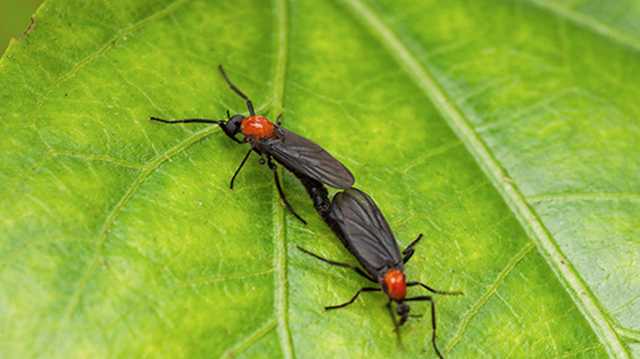 Lovebugs Hate Paint!!!  NoviStretch Stops Lovebugs!
